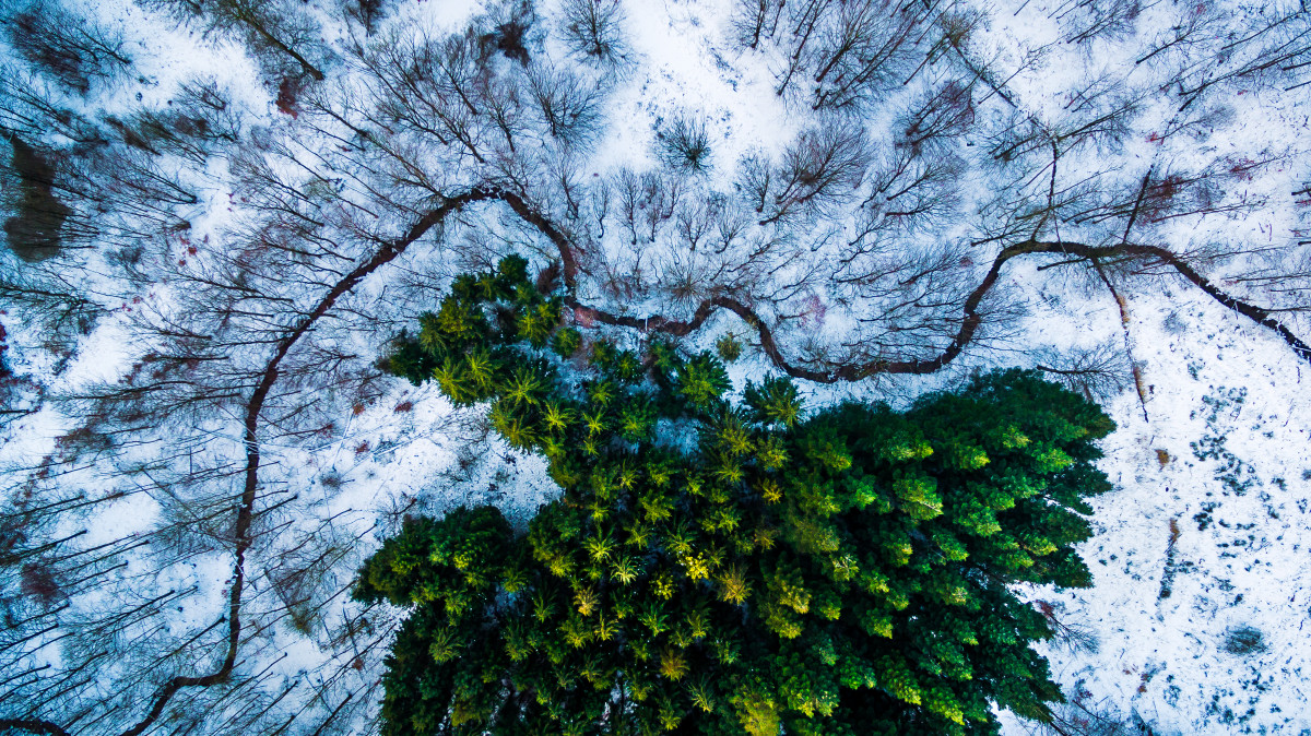 drone-photography-kalbyris-forest-denmark